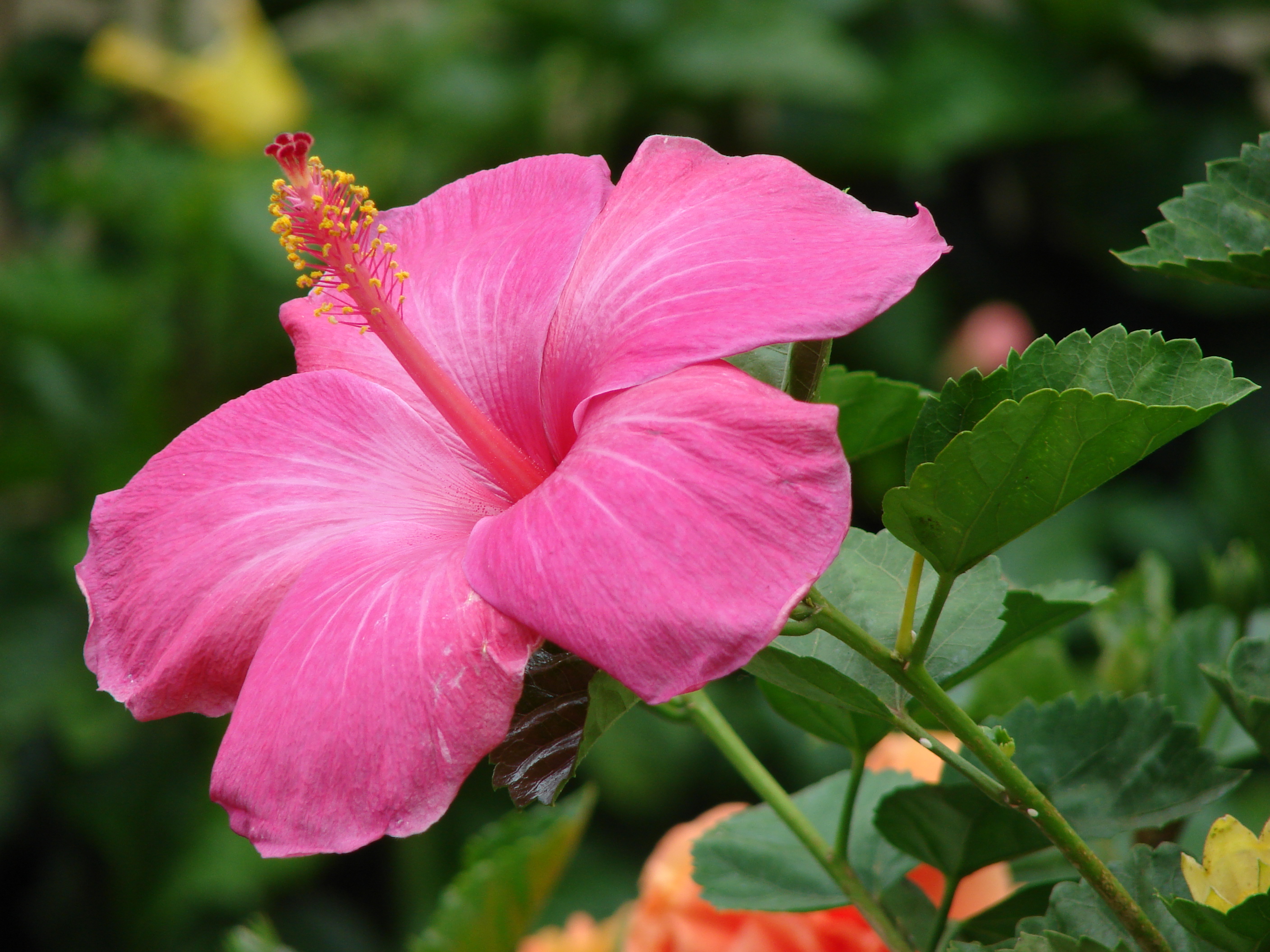 Chinese hibiscus